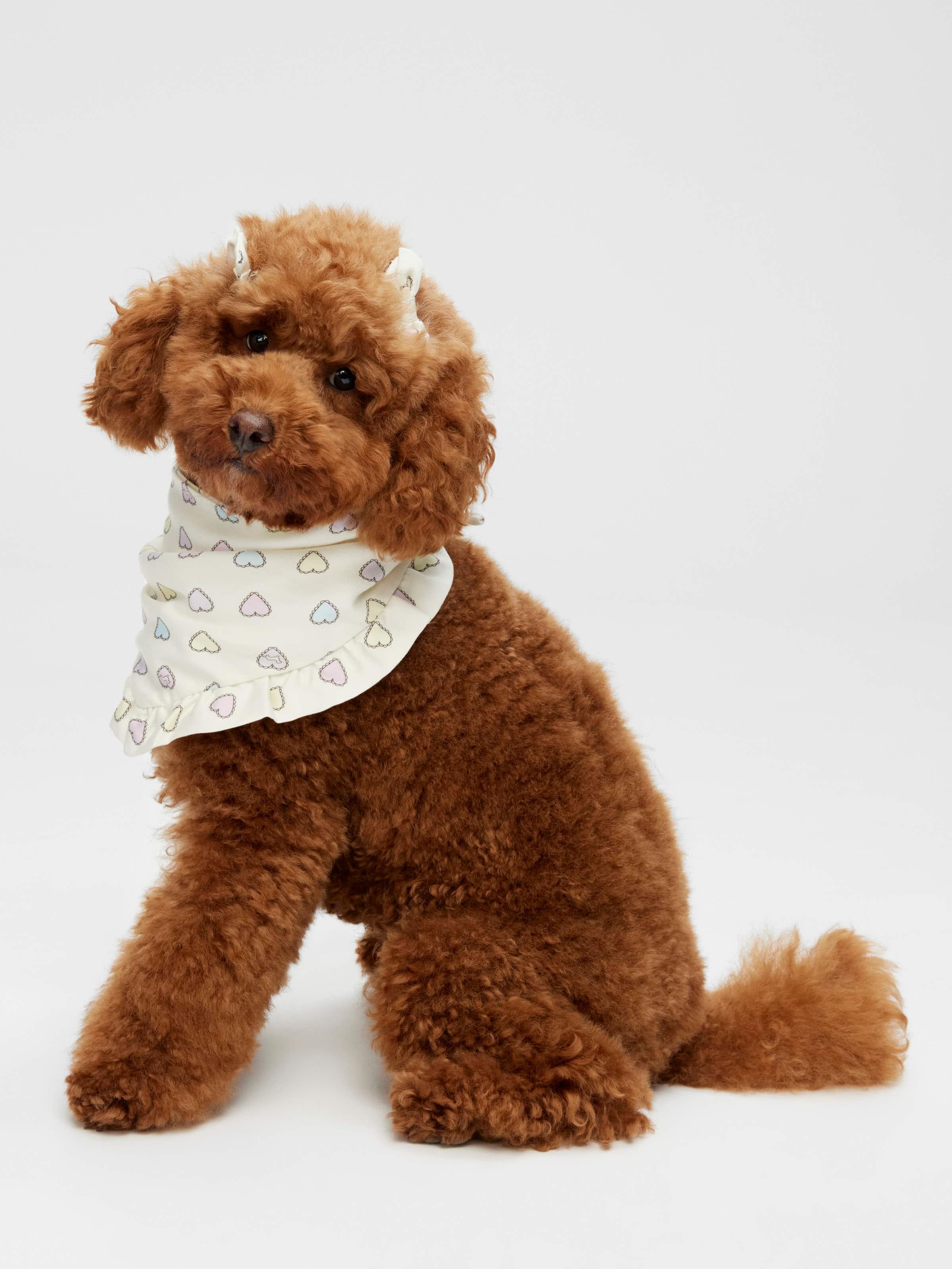 Dog Bow Bandana