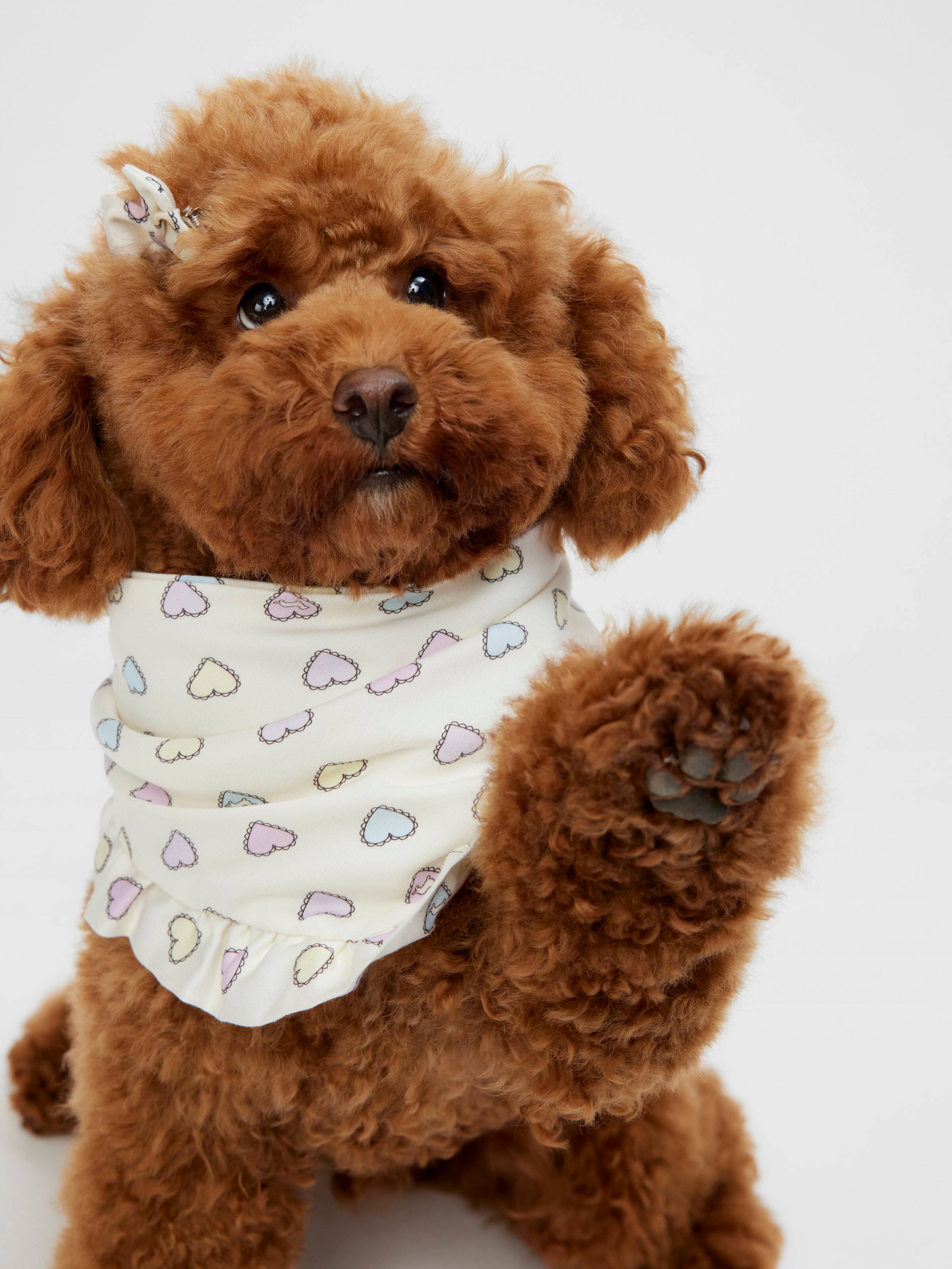 Dog Bow Bandana