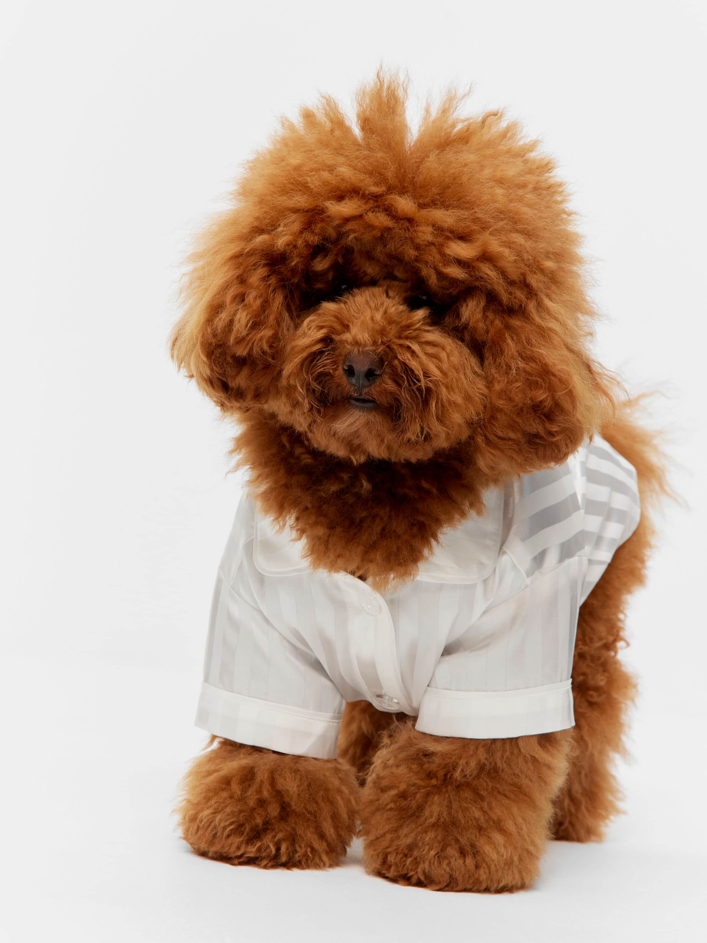 White Stripe Satin Doggie Shirt