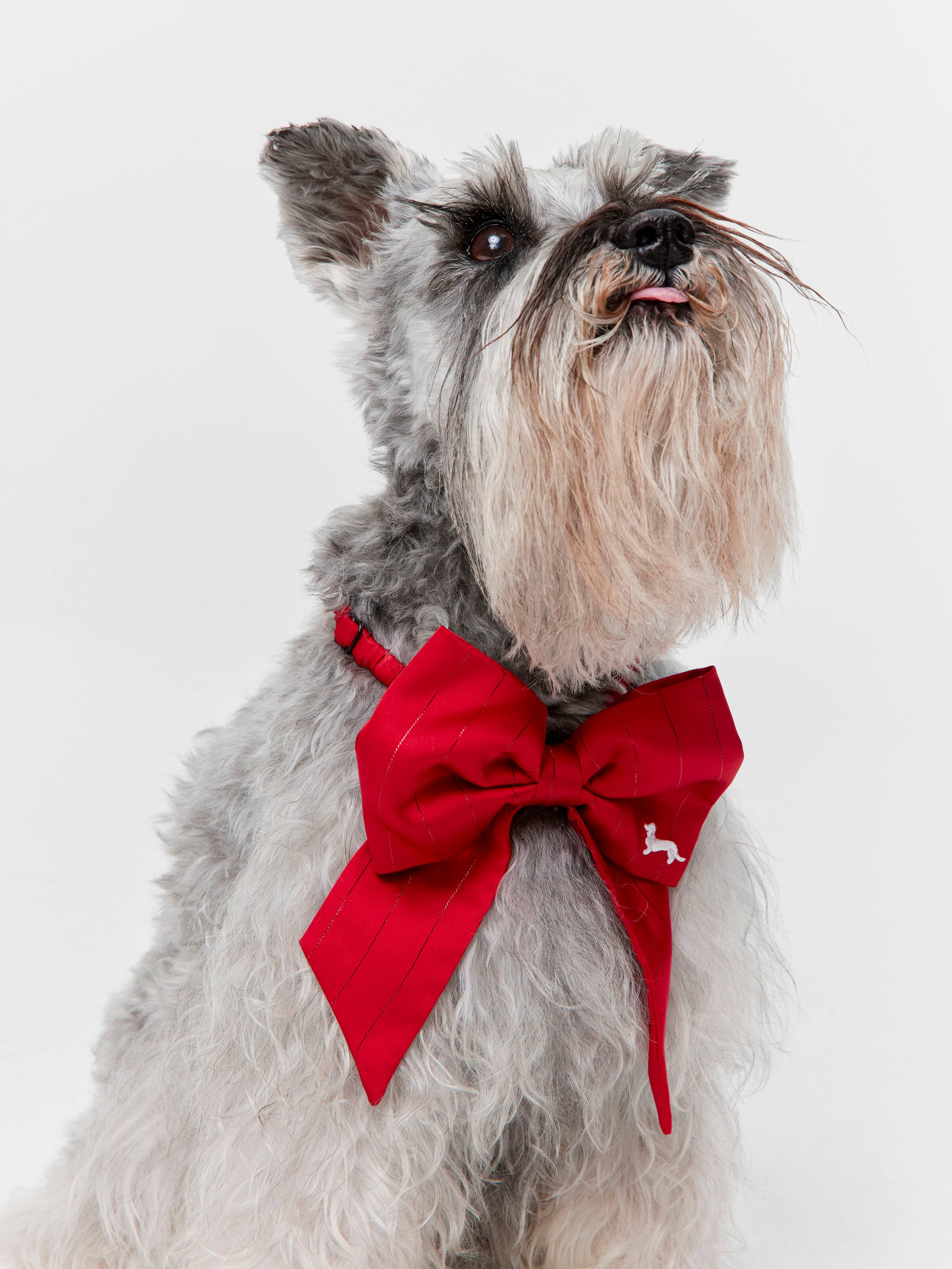 Red Lurex Pet Bow