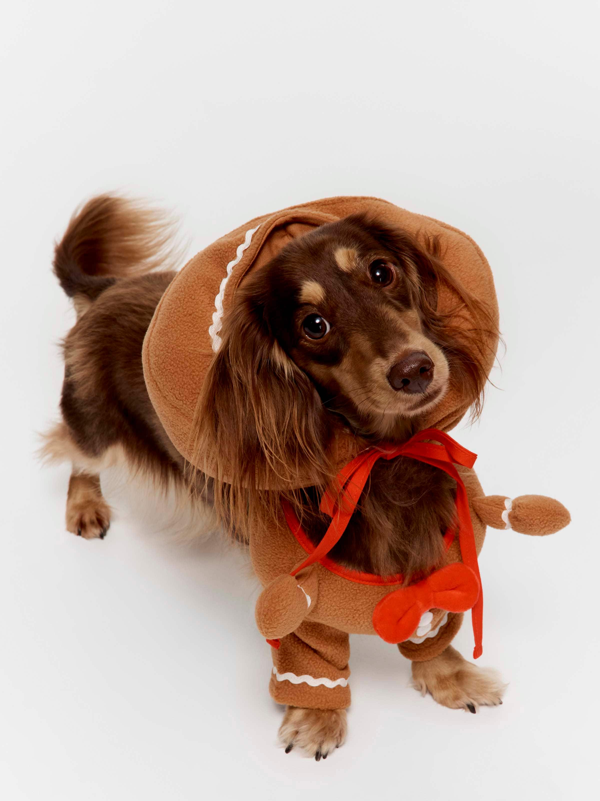 Gingerbread Boxed Dog Hoodie