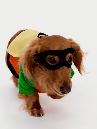 small dog robin costume