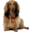 peteralexander logo